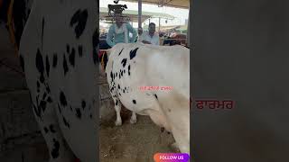 Hf cow sale ਬੁਢਲਾਡਾ (ਮਾਨਸਾ) 94147-41157 #cow #bufflo #farmer #buffalow #farmerfarmer #animalfarming