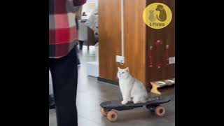 Chef im Büro 😂👌😂 katze auf skateboard 👌