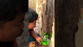 Many beautiful #parrot in a tree hole