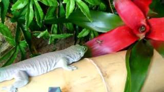 My Satnding's Day Gecko missing a cricket when feeding - Phelsuma standingi