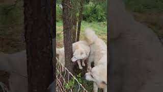 Surrounded by dogs!!! #naturescadencefarm #farmdogs #greatpyrenees