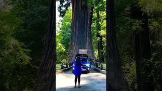 2000 years old ancient Chandelier Redwood Tree with Drive Thru experience #shorts #fun  #viralvideo