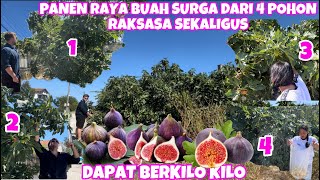 PETIK BUAH SURGA DARI 4 POHON RAKSASA BERBEDA