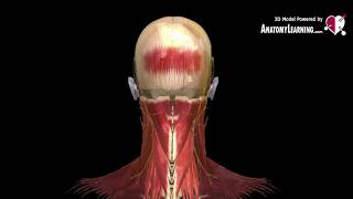 NERVIO OCCIPITAL MAYOR ANATOMIA VIRTUAL