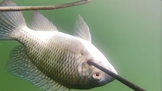 Capturando Pez Cotorra De Agua Dulce | Pesca De Tilapia