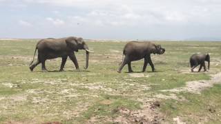 Elephant family crossing the road!