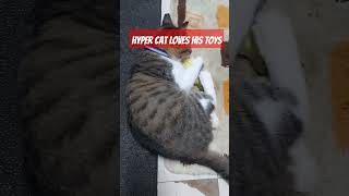 Hyper cat playing his toy#funnycats #cat #shorts #catshorts #viralvideo