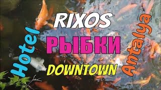 Рыбы отеля Риксос Анталья (Турция) | Fish Hotel Rixos Downtown Antalya (Turkey) - YouTube