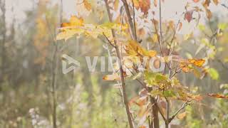 Dry Autumn Maple Tree Leaves Against Sunny Forest Landscape During Breeze Day At Cheltenham Badlands