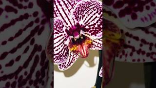 Black Stripes 🖤 https://t.me/orchids_msk #фаленопсис #орхидеи #орхидеицветут #flowers #цветы