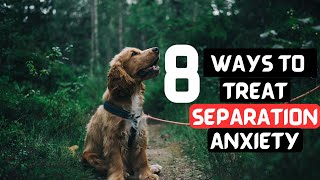 8 Scientific Ways to Train a Dog With Separation Anxiety