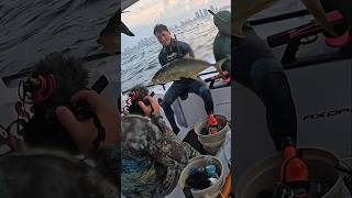 South Beach Miami Spearfishing #shorts #fyp #southbeach #miami #spearfish #axopar