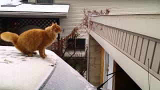 cat fails to jump on snow --- HD