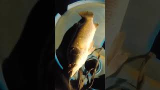 Detik detik ikan melompat ke daratan😱😱😱#vidioshort #fishing #viralvideo