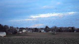 snow geese