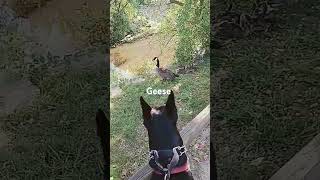 Mother Goose protects baby Geese part3