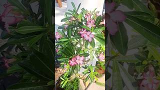 Adenium single petal pink # youtube shorts.