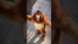 Feeding a golden snub nosed monkey