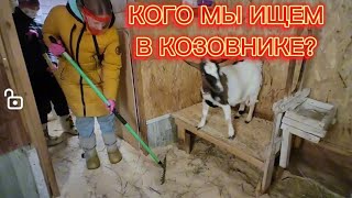 КОГО МЫ ИЩЕМ В КОЗОВНИКЕ ?