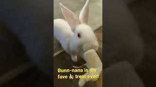 Bunny eating banana