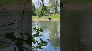 Неожиданная встреча. На природе. Лось переплывает реку. Снято на телефон. #shorts #nature #animals