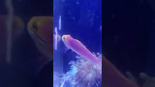 Bella Goby
(Valencienna bella) for sale