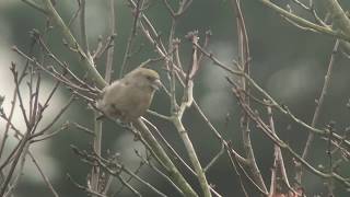 Parrot crossbill female 180311 Heidestein Driebergen