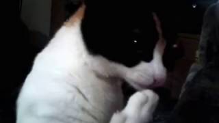 Mi gata Sully jugando (funny video)