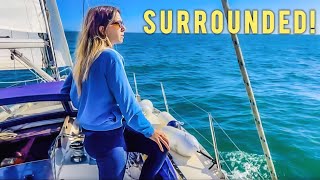 ORCA ATTACKS Not Our Main Concern SAILING Portuguese Coast I Ep. 87