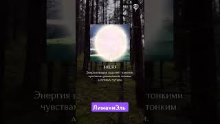 Квантовые технологии и деревья #вибрации #energy #пробуждение #душа #5d #чакры #атоми