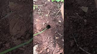 3 giant crickets Vs Black ants