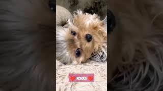 ❤️ YORKIE ❤️  #yorkie #yorkshireterrier #amigopet #shortvideo #video #perros #videos #dogs #animales