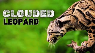 Masters Life on the Treetops - The Clouded Leopard