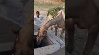 Camel drink water from pond