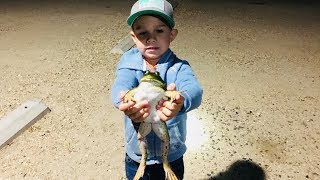 Frog Fishing in a Pond at Midnight Catching Giant Bull Frogs Fun