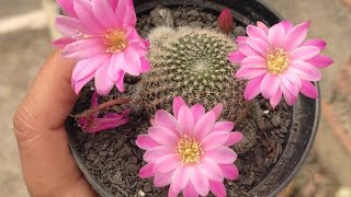 #cactos#cactoflorido#coleçãodecactos#cactario#cactoraro#rebutia Flores da minha coleção de cactos