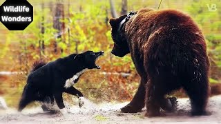 Bear vs Dog : Who Would Win?