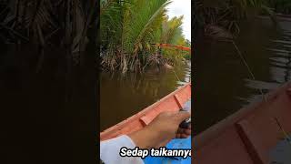 BERAT DAN KASAR TARIKANNYA.  #fishing #udanggalahmonster #mancing #fishingudanggalah #mancingmania