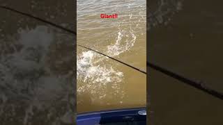 Giant Summertime Bass Jumps at the Boat!  9 pounds!  #fishingvideo #slaunchedguideservice