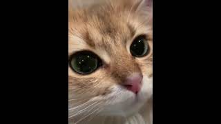 Sounds up for asmr meow and purr #shorts #cat #cute #asmr #subscribe