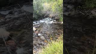 Dropping into the willows on Culebra Creek #river