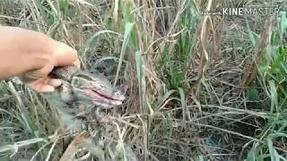 Spot biawak ya di pohon tebu langsung di masak