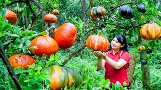 How to Harvest Pumpkin, goes To Market Sell - Harvesting and Cooking |Tieu Vy Daily Life