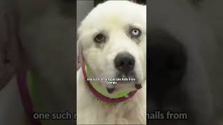 Great Pyrenees dog: Will kill anything to protect you #shorts #animals #dog #pets