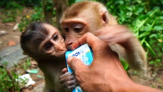 Little Kenzo & Lucie love milk too much, we feeding monkeys