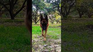 German shepherd morning walk in field#trending #viral #music