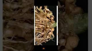 Root knot of carrot (nematodal disease)