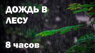 Дождь в тропическом лесу 🌧