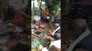 maa kalakachandi nka pakhare janmoshab palan part 01