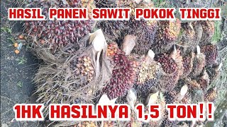 Panen sawit pokok tinggi 15 meter!! | Indonesian oil palm plantation is 15 meters high!!